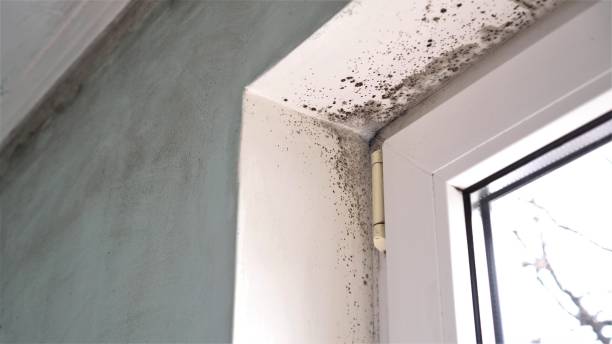 Best Emergency Mold Removal  in Edgewood, FL