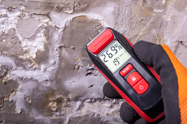Attic Mold Removal in Edgewood, FL