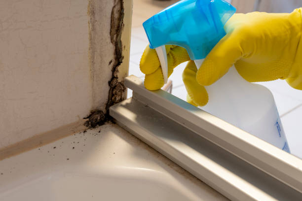 Best Black Mold Removal  in Edgewood, FL