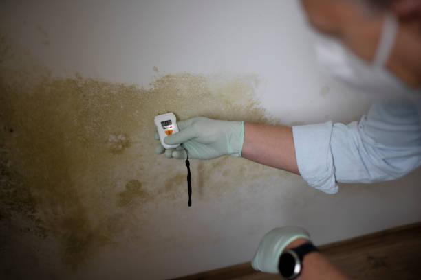 Office Mold Removal Services in Edgewood, FL