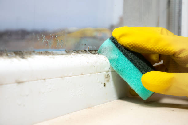 Best Certified Mold Removal  in Edgewood, FL