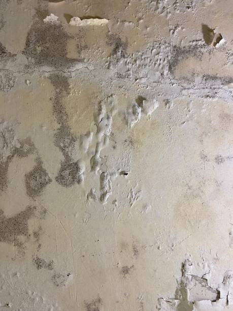 Best Local Mold Removal Service  in Edgewood, FL