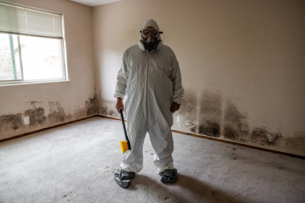 Best Black Mold Removal  in Edgewood, FL